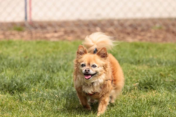 Chihuahua Pomerania mezcla de perros — Foto de Stock