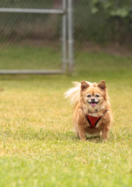 Pommerscher Chihuahua-Mischling — Stockfoto