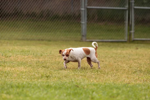 Rata terrier mezcla de perros — Foto de Stock