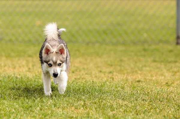 シベリアン ハスキー犬ミックス — ストック写真