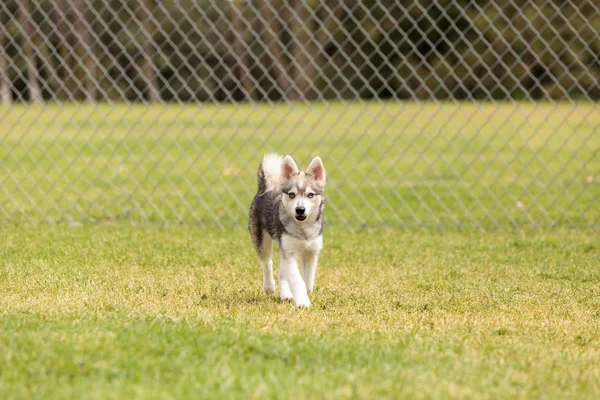 Mezcla de perro husky siberiano — Foto de Stock