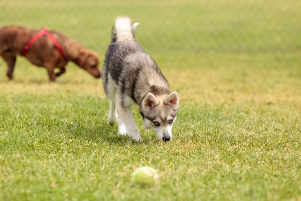 Sibirya husky köpek karışımı — Stok fotoğraf