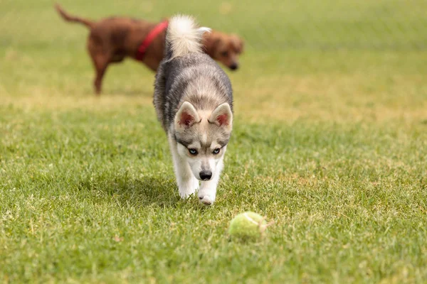 ไซบีเรีย husky สุนัขผสม — ภาพถ่ายสต็อก