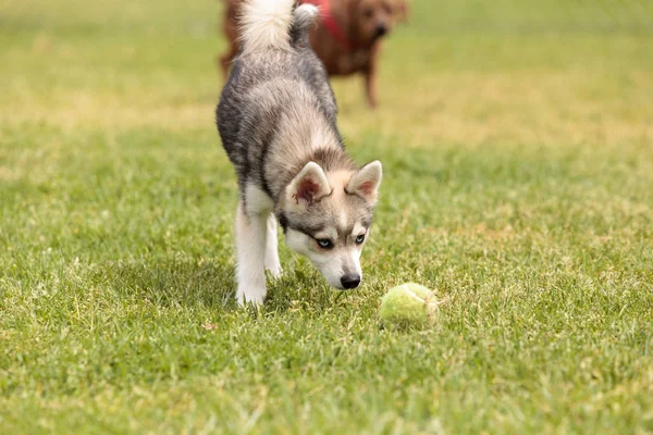 ไซบีเรีย husky สุนัขผสม — ภาพถ่ายสต็อก