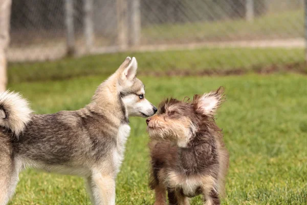 ไซบีเรีย husky สุนัขผสม — ภาพถ่ายสต็อก