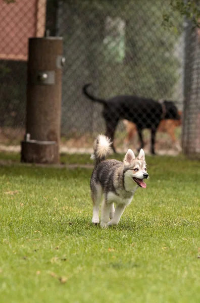 Mezcla de perro husky siberiano — Foto de Stock