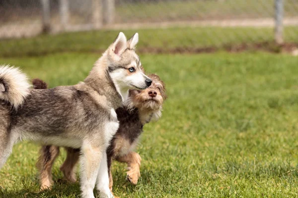 ไซบีเรีย husky สุนัขผสม — ภาพถ่ายสต็อก