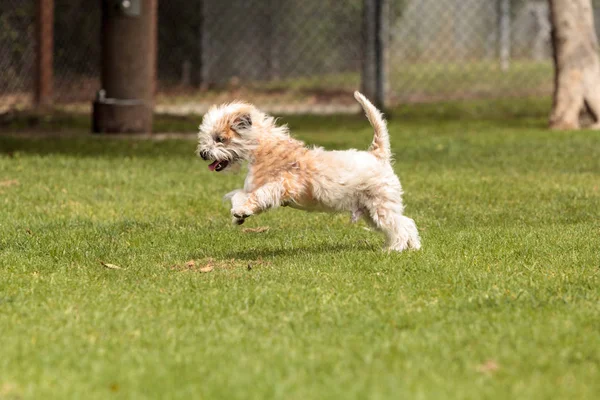 Terrier mezcla de perros — Foto de Stock