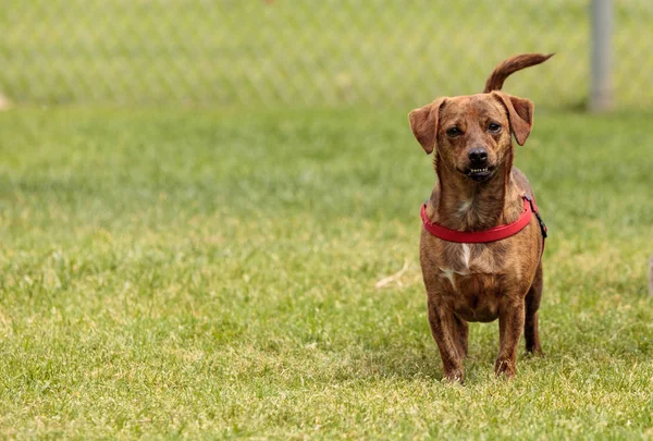 Terrier mezcla de perros —  Fotos de Stock