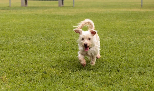 Terrier mezcla de perros —  Fotos de Stock