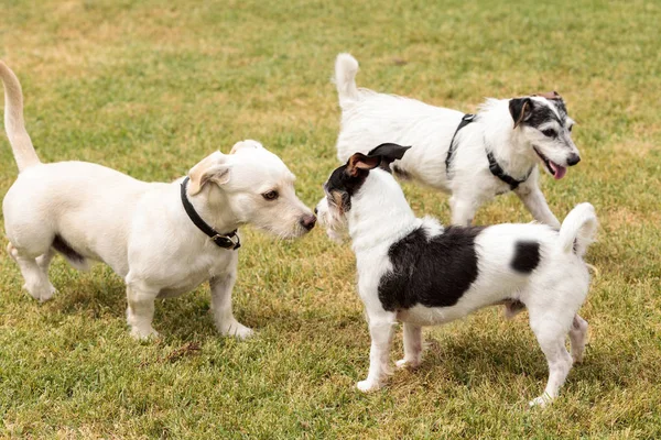 Grupo de terrier perro mezcla jugar —  Fotos de Stock