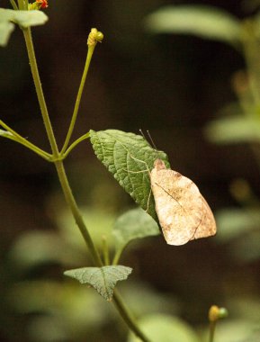 Büyük portakal uç kelebek, Hebomoia glaucippe