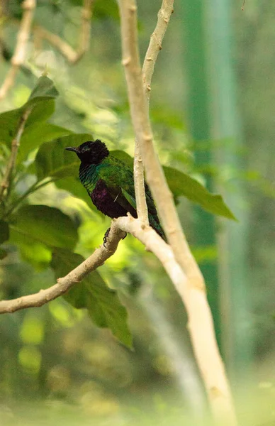 Pássaro estrelado de esmeralda, íris Lamprotornis — Fotografia de Stock