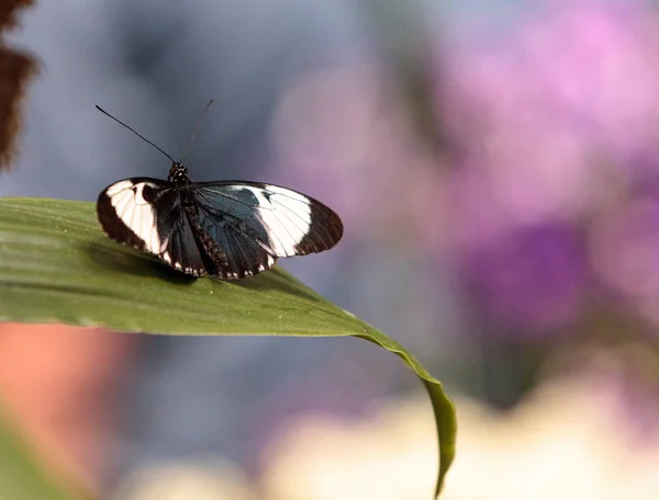 Cydno longwing mariposa, Heliconius cydno — Foto de Stock