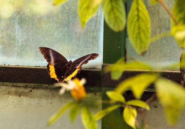 Golden birdwing butterfly, Troides aeacus — Stock Photo, Image