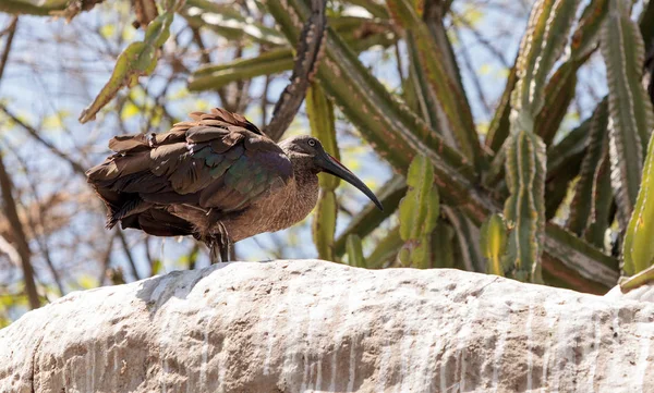 Hadada ibis genaamd Bostrychia hagedash — Stockfoto