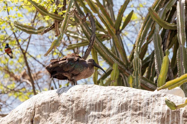 Hadada ibis genaamd Bostrychia hagedash — Stockfoto