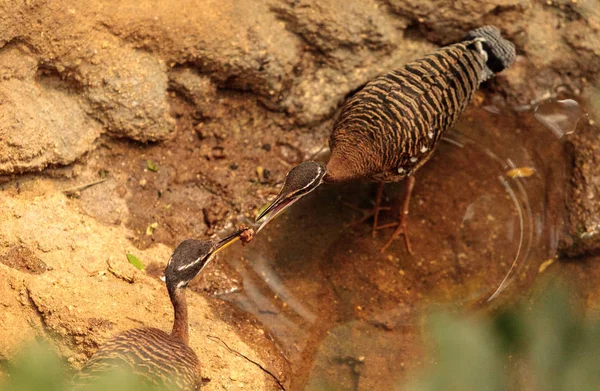 Kori-trappe vogel, ardeotis kori — Stockfoto