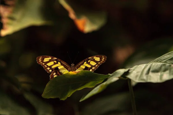 Малахітовий метелик, сталелистки Сіпроета — стокове фото