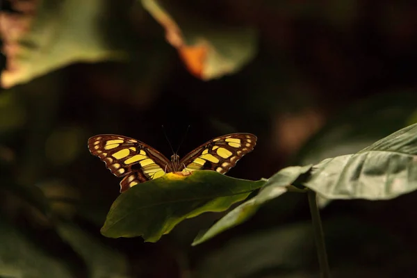 Mariposa malaquita, Siproeta stelenes —  Fotos de Stock