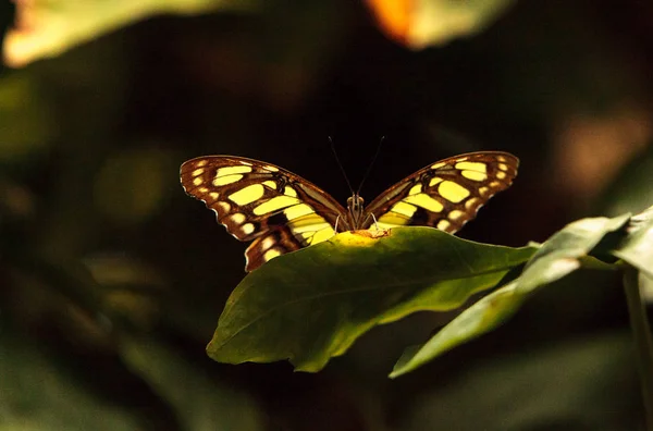 Μαλαχίτης πεταλούδα, Siproeta stelenes — Φωτογραφία Αρχείου