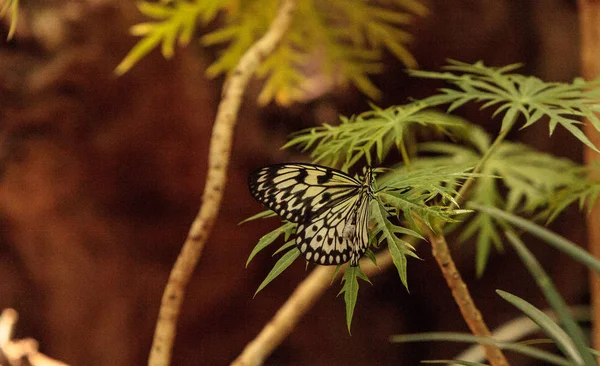 Butterfly papieru latawca, pomysł leuconoe — Zdjęcie stockowe