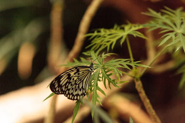 Papier cerf-volant papillon, Idea leuconoe — Photo