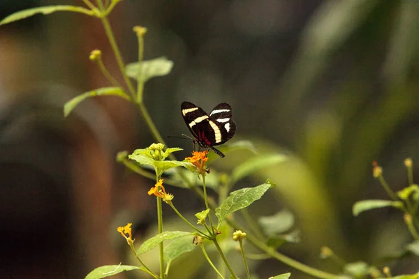 Pink rose swallowtail butterfly, Pachliopta kotzebuea — Stock Photo, Image