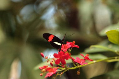 Postacı kelebeği, postacı melpomene