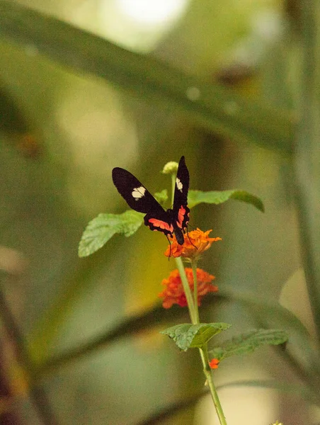 Рожеві троянди swallowtail метелик, Pachliopta kotzebuea — стокове фото