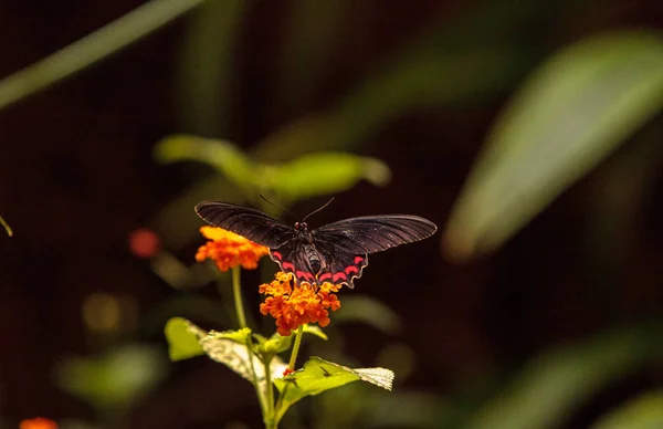 Rosa ros swallowtail butterfly, Pachliopta kotzebuea — Stockfoto