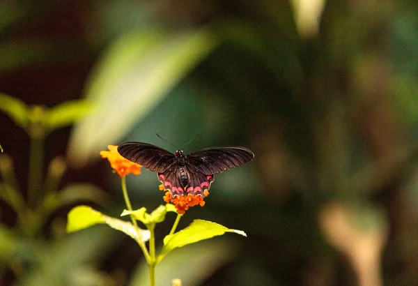 Różowa Róża swallowtail motyl, Pachliopta kotzebuea — Zdjęcie stockowe