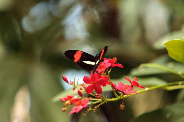 Постман метелик, Heliconius mel Pomene — стокове фото