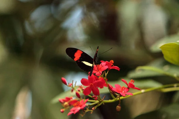 Постман метелик, Heliconius mel Pomene — стокове фото