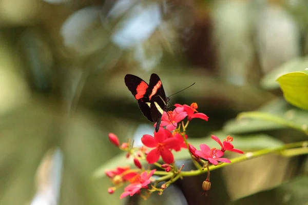Postman butterfly, Heliconius melpomene — Stock Photo, Image