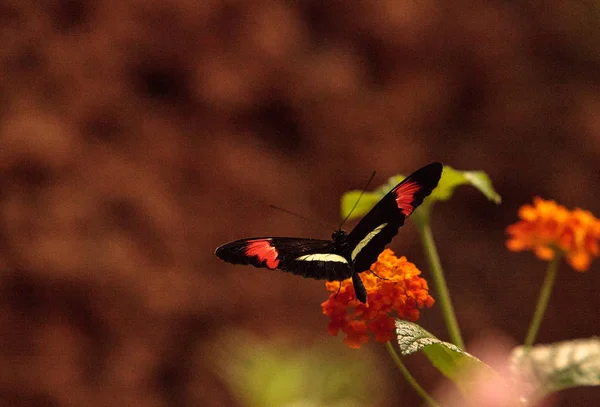 Postbode vlinder, Heliconius melpomene — Stockfoto