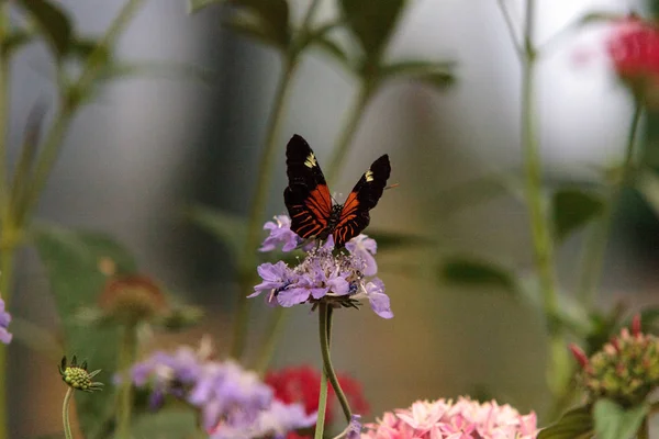 Postbote Schmetterling, heliconius melpomene — Stockfoto