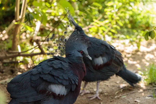 빅토리아 왕관 비둘기 라는 Goura 빅토리아 — 스톡 사진