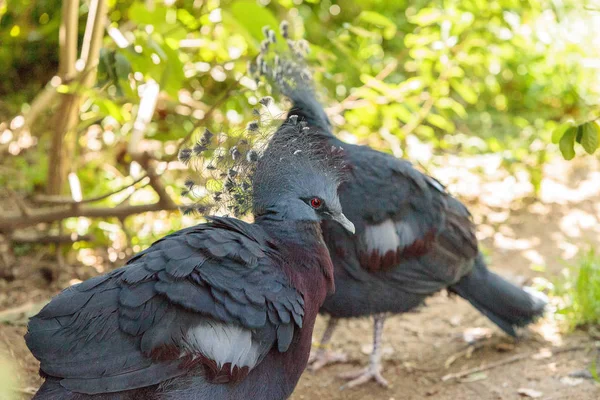 Victoria coroado pombo chamado Goura victoria — Fotografia de Stock