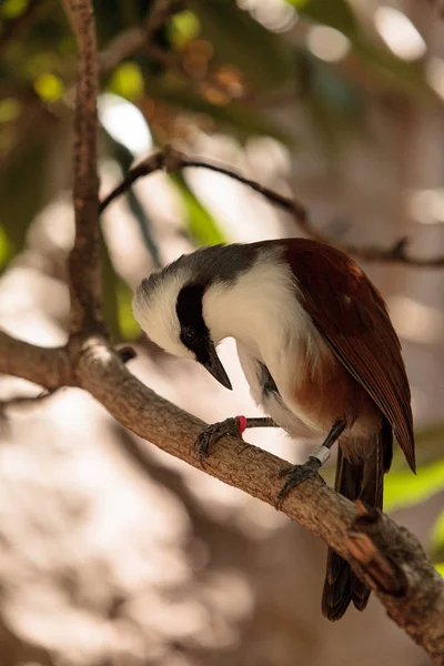 Wit-crested gaailijster genoemd Garrulax leucolophus — Stockfoto