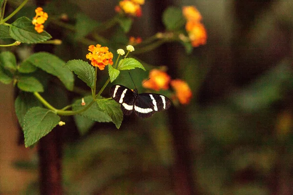Zebra longwing butterfly, Heliconius charitonius — Stock Photo, Image