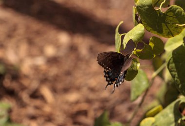 Pipevine swallowtail kelebek, Beaten philenor