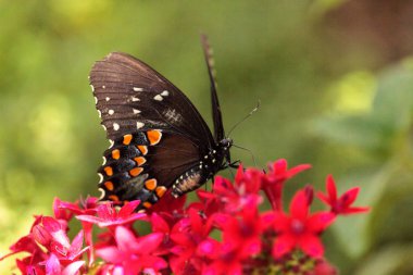 Spicebush swallowtail kelebek, Pterourus troilus