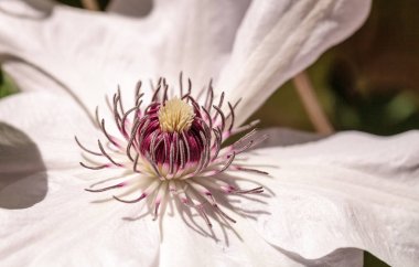 Beyaz kokulu yıldız akasma çiçek