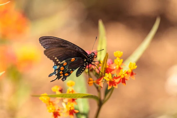 Pipevine swallowtail kelebek, Beaten philenor — Stok fotoğraf