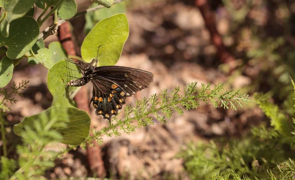 Pipevine swallowtail kelebek, Beaten philenor — Stok fotoğraf