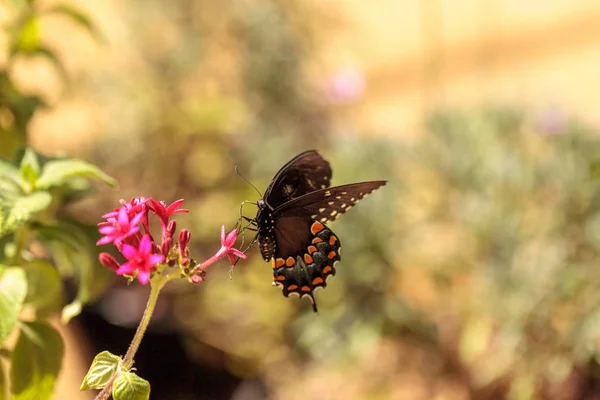 Pipevine swallowtail mariposa, Battus philenor —  Fotos de Stock