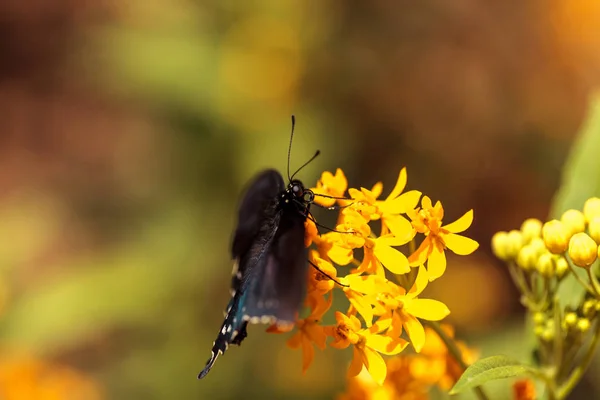 Pfeifenschwanzschmetterling, Battus philenor — Stockfoto