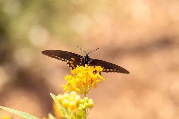 Pipevine swallowtail kelebek, Beaten philenor — Stok fotoğraf