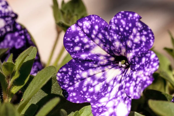 Purple noite céu flor petúnia — Fotografia de Stock